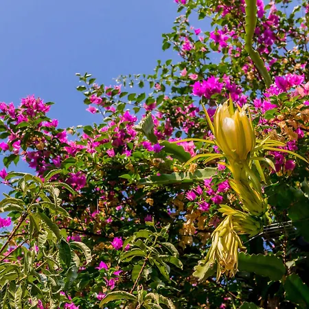 Alpha Stegna Sun Maison d'hôtes Archangelos (Rhodes)