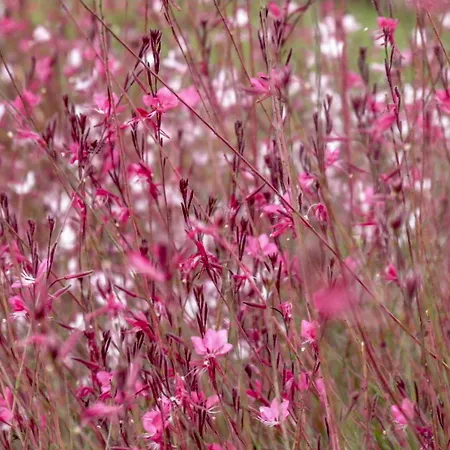 Maison d'hôtes Alpha Stegna Sun 3*