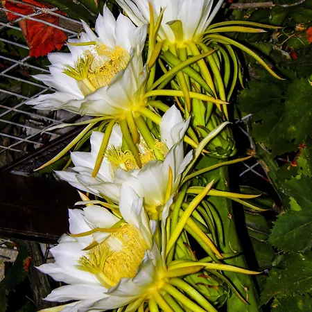 Alpha Stegna Sun Archangelos (Rhodes)