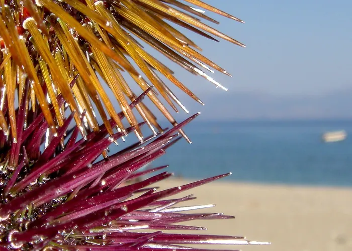 بيت ضيافة Alpha Stegna Sun أرخانجلوس