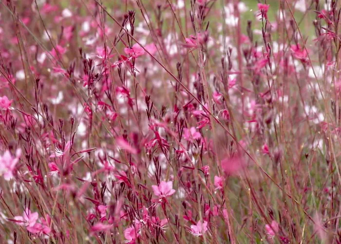 بيت ضيافة Alpha Stegna Sun 3*