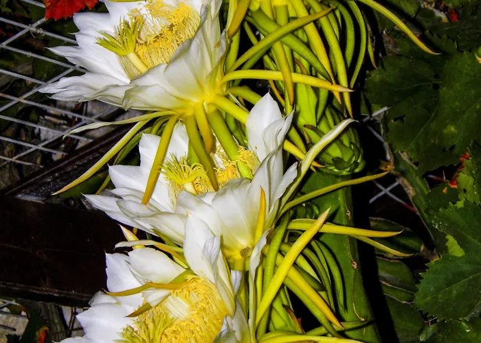 Alpha Stegna Sun أرخانجلوس