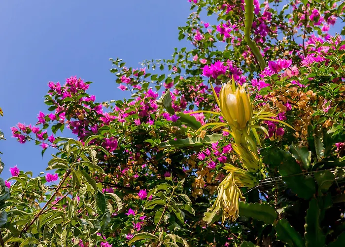 Alpha Stegna Sun Πανσιόν Αρχάγγελος