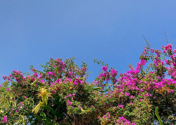 Alpha Stegna Sun Πανσιόν