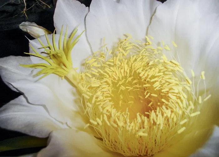 Alpha Stegna Sun 3* 아크앤젤로스