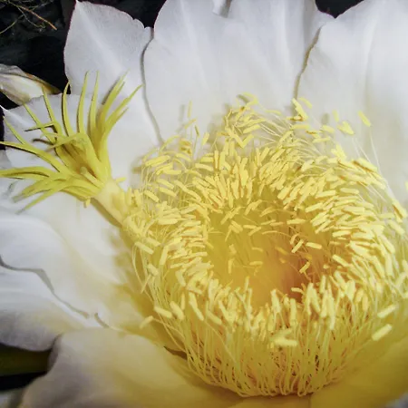 Alpha Stegna Sun 3* Arhángelosz